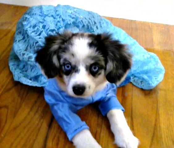 Kairi at just 3 months old.