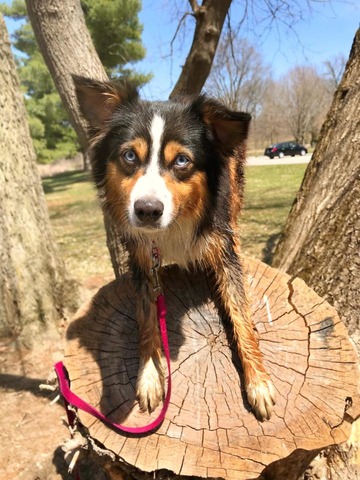 Khaleesi (Ebonheart  Queen's Reign Of Fire)