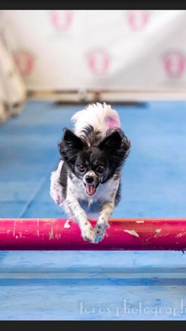 Jocianna (Ebonheart's Jocianna Dorkus Ebony)