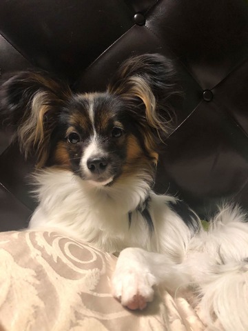 Cedric (Ebonheart Mischief Not Managed)