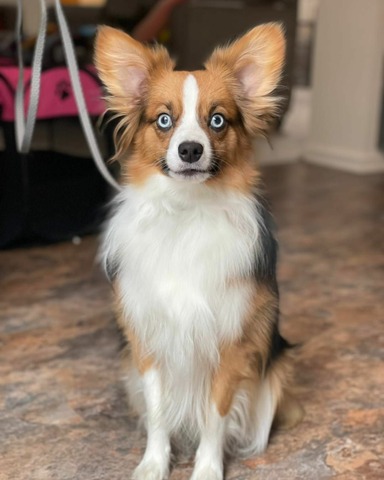 Oberon (Ebonheart's Midsummer's Dream)