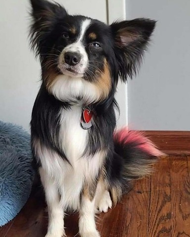 Simba (Ebonheart's King Of Pride Lands)