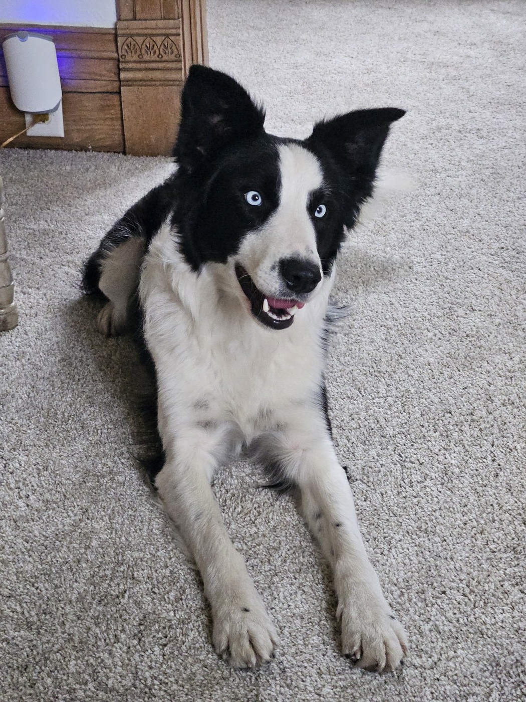 Athena (Ebonheart's Wisdom)