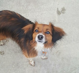 Taz (Ebony's Melody Taz)