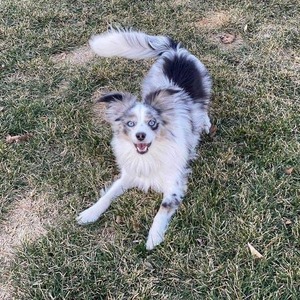 Leo (Ebonheart's Heart Of Poseidon)