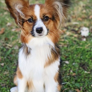 Gamora (Ebonheart's Galactic Guardian)