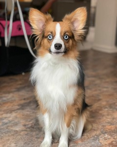 Oberon (Ebonheart's Midsummer's Dream)