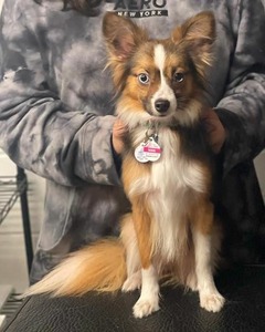 Nixie (Ebonheart's Siren at Sea)