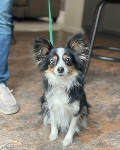 Kiara (Ebonheart's Princess of Pride Rock)