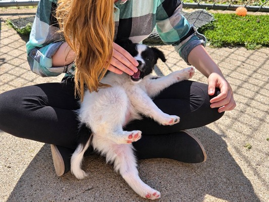Ivy