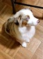 Shelby (Owned by Doggie Dude Ranch Kennel)